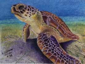 Sea Turtle