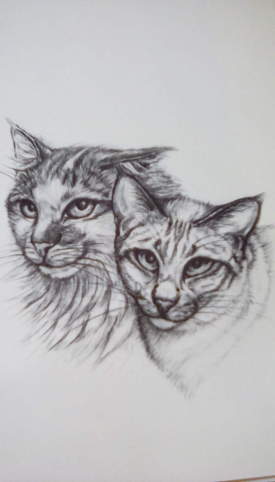 Cat sketch