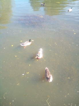 Ducks On The Water.