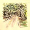 Banyan Tree lined Bridge Rd.