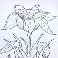 Lily Pen and Ink
