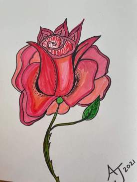 Roses are red...this one's pink
