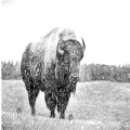 Yellowstone Buffalo