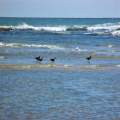 Birds at the Beach