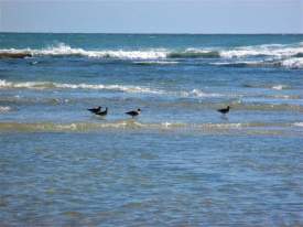 Birds at the Beach